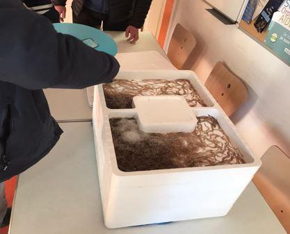 Glass eels in a container filled with water