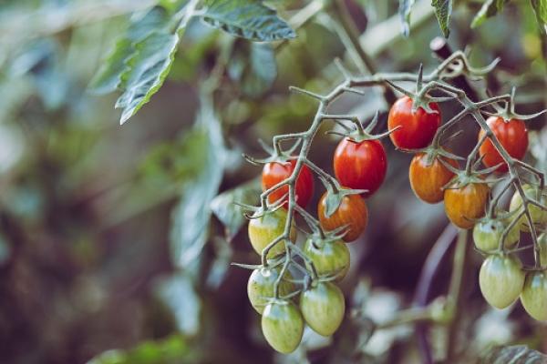 Tomato plant with ripe and unripe tomatoes