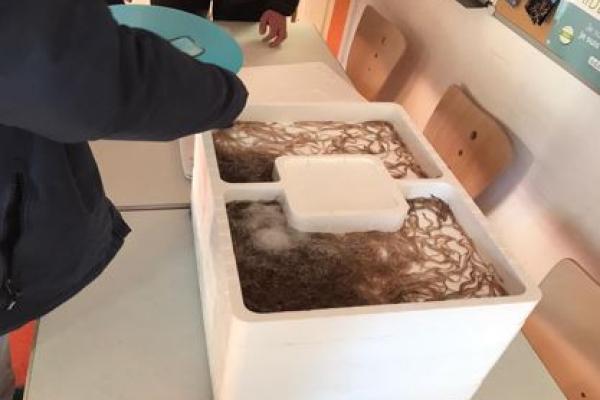 Glass eels in a container filled with water